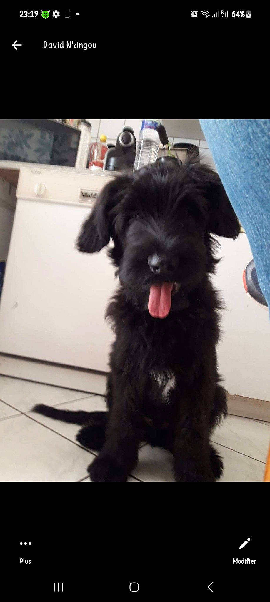 Tilou a rejoint le concours — aidez-le/la à gagner de superbes lots ! canidae, carnivore, companion_dog, dog, dog_breed, dog_collar, dog_supply, fur, liver, maltepoo, non_sporting_group, schnauzer, small_terrier, snout, sporting_group, tail, terrier, toy_dog, working_animal, yorkipoo