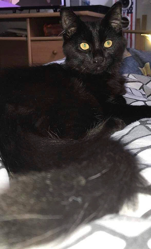 Mickey participe au concours pour gagner de l'argent avec cette photo : black_cat, bombay, carnivore, cat, claw, domestic_short_haired_cat, felidae, fur, lamp, monochrome, monochrome_photography, paw, sitting, small_to_medium_sized_cats, snout, tail, terrestrial_animal, whiskers, window