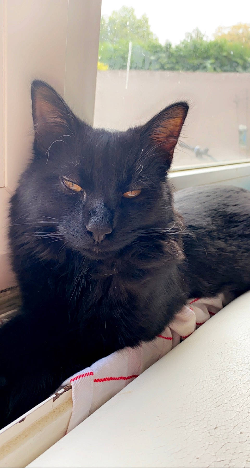 Mickey participe au concours pour gagner de l'argent avec cette photo : black_cat, box, carnivore, cat, comfort, domestic_short_haired_cat, felidae, fur, grey, paw, sitting, small_to_medium_sized_cats, snout, tail, whiskers, window