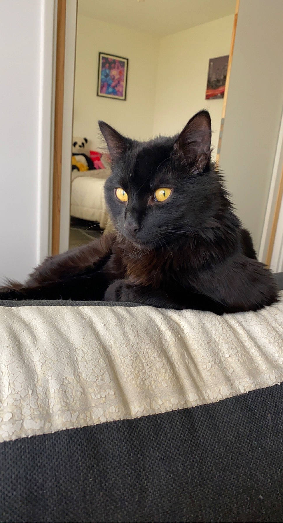 Mickey participe au concours pour gagner de l'argent avec cette photo : black_cat, bombay, carnivore, cat, cat_supply, comfort, domestic_short_haired_cat, door, felidae, flooring, fur, grey, hardwood, linens, picture_frame, sitting, small_to_medium_sized_cats, snout, tail, whiskers