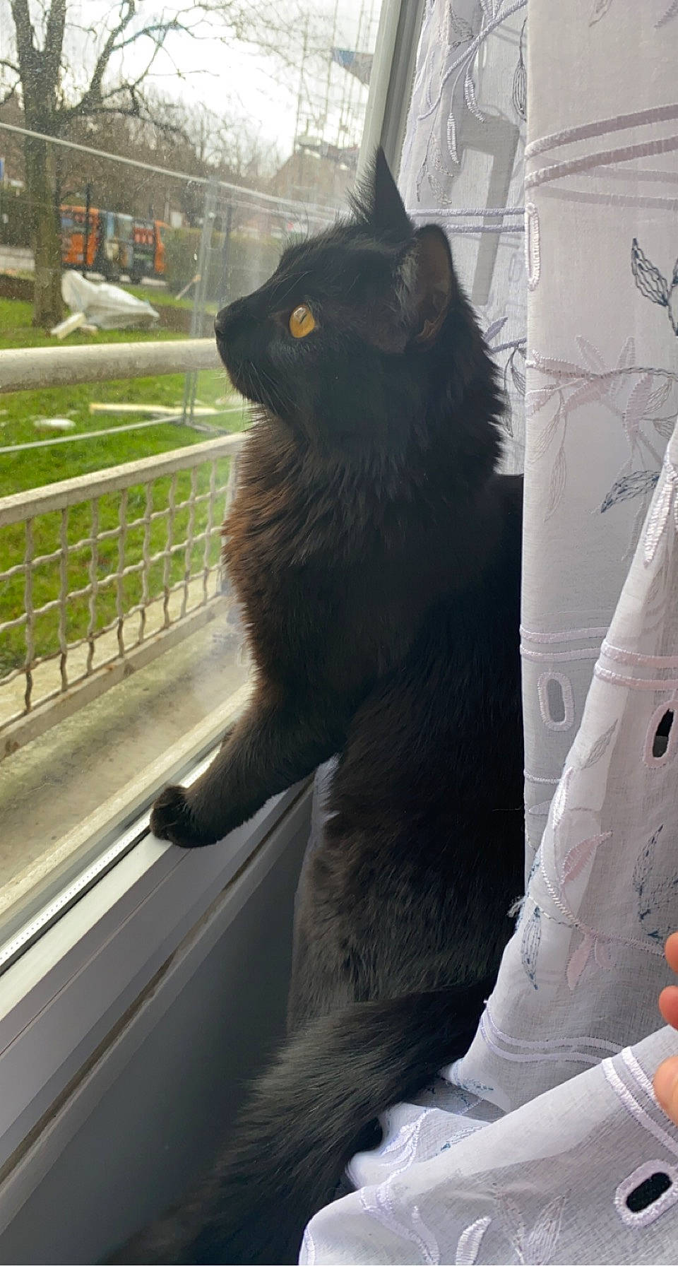 Mickey participe au concours pour gagner de l'argent avec cette photo : automotive_window_part, black_cat, carnivore, cat, claw, domestic_short_haired_cat, felidae, fur, glass, plant, sitting, small_to_medium_sized_cats, snout, tail, terrestrial_animal, tints_and_shades, tree, whiskers, window, windshield