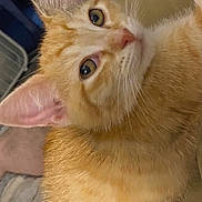 Tinkerbell is registered to the contest to win money with this photo: kitten, cat, orange_cat, close_up, pet, feline, young_cat, indoor, resting, fur, whiskers, ears, cute, animal, domestic_cat, eyes, nose, soft, cozy, comfort