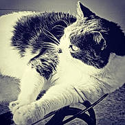 Teddy participe au concours pour gagner de l'argent avec cette photo : cat, black_and_white, feline, pet, animal, whiskers, fur, stretching, relaxed, indoor, close_up, portrait, paw, curious, monochrome, furniture, resting, side_view, domestic_cat, cute