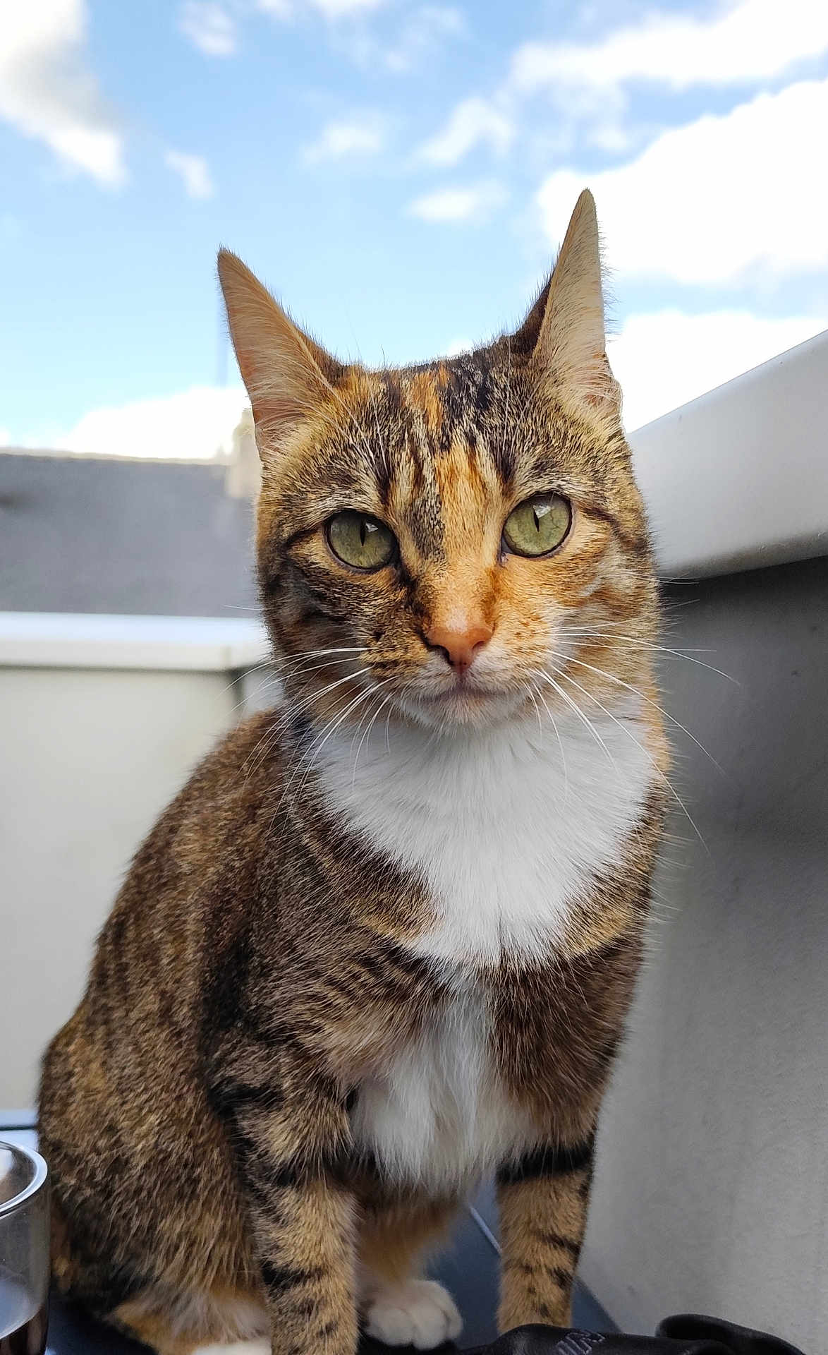 Isis participe au concours pour gagner de l'argent avec cette photo : cat, tabby, green_eyes, white_chest, fur, outdoor, sky, clouds, curious, close_up, pet, animal, feline, whiskers, ears, sitting, portrait, nature, daylight, domestic_cat