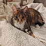cat, tabby_cat, pet, animal, feline, fur, whiskers, ears, eyes, blanket, soft, cozy, resting, indoor, cute, comfort, warm, sleepy, relaxed, home