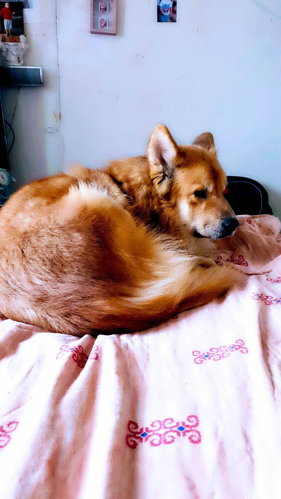 Mignon a rejoint le concours — aidez-le/la à gagner de superbes lots ! canidae, cardigan_welsh_corgi, carnivore, companion_dog, dog, dog_breed, finnish_spitz, fur, mammal, norwegian_lundehund, pembroke_welsh_corgi, snout, vertebrate, welsh_corgi, wolfdog