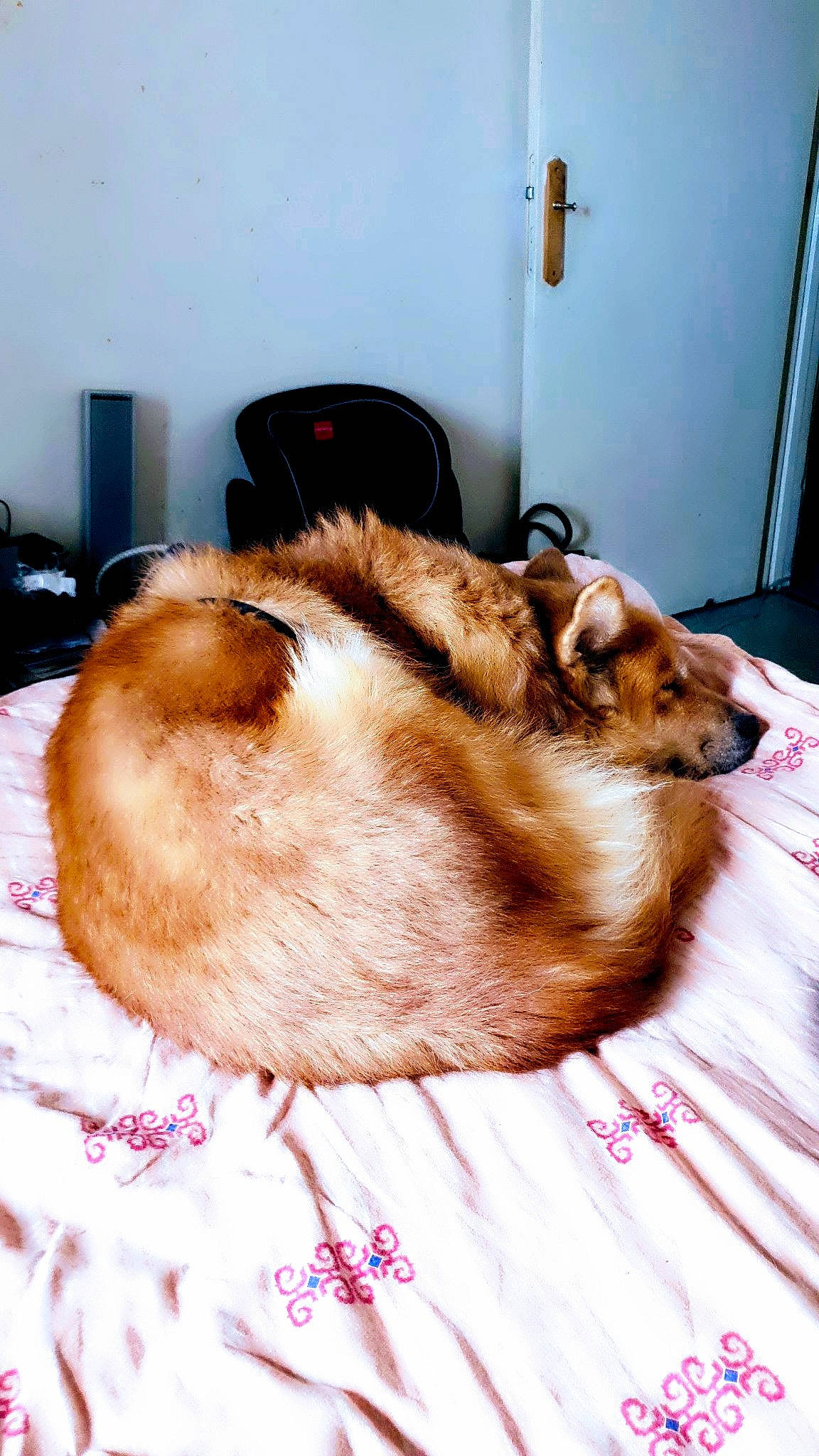 Mignon participe au concours pour gagner de l'argent avec cette photo : canidae, carnivore, companion_dog, dog, dog_breed, fur, rough_collie, shetland_sheepdog, whiskers