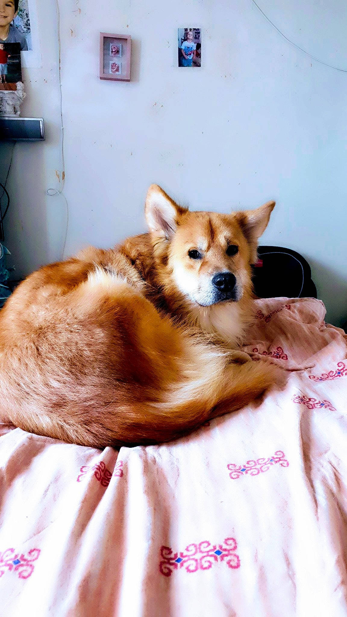 Mignon a rejoint le concours — aidez-le/la à gagner de superbes lots ! akita_inu, canidae, cardigan_welsh_corgi, carnivore, companion_dog, dog, dog_breed, finnish_spitz, mammal, norwegian_lundehund, pembroke_welsh_corgi, shiba_inu, welsh_corgi