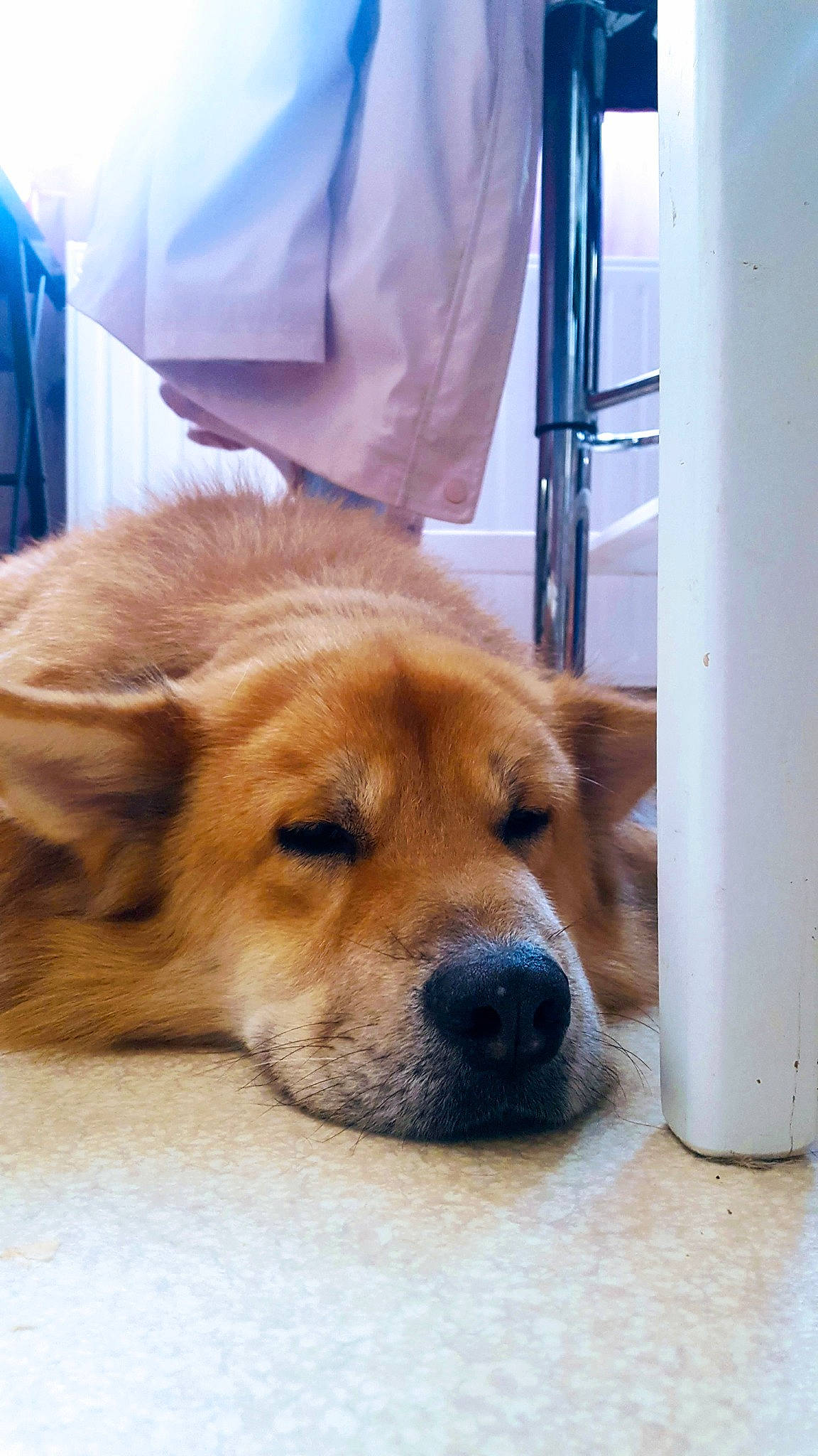 Mignon participe au concours pour gagner de l'argent avec cette photo : canidae, carnivore, chow_chow, companion_dog, dog, dog_breed, fawn, golden_retriever, mammal, nose, snout, sporting_group, vertebrate