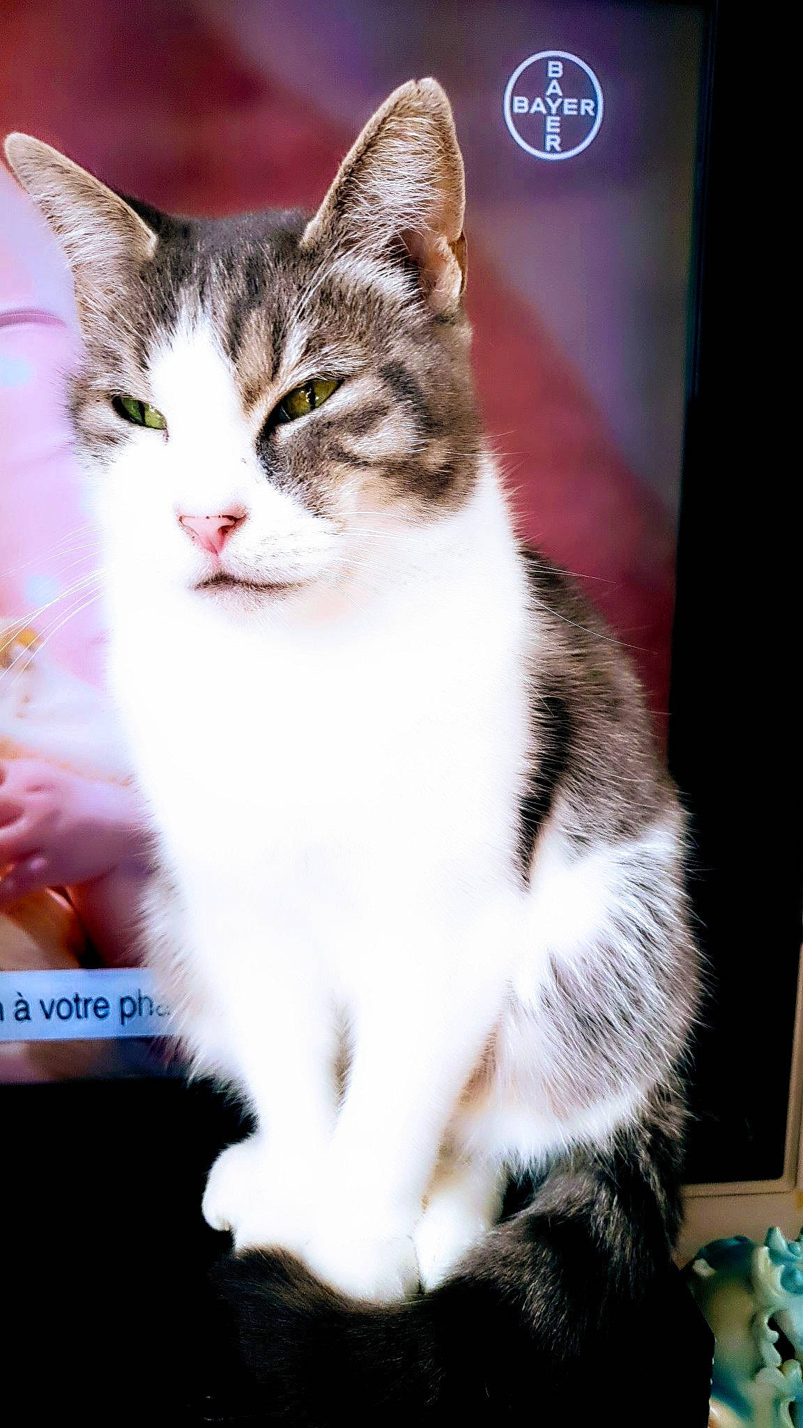 Chipie a rejoint le concours — aidez-le/la à gagner de superbes lots ! aegean_cat, american_shorthair, american_wirehair, asian, carnivore, cat, domestic_short_haired_cat, european_shorthair, felidae, kitten, mammal, norwegian_forest_cat, photo_caption, ragamuffin, siberian, small_to_medium_sized_cats, vertebrate, whiskers