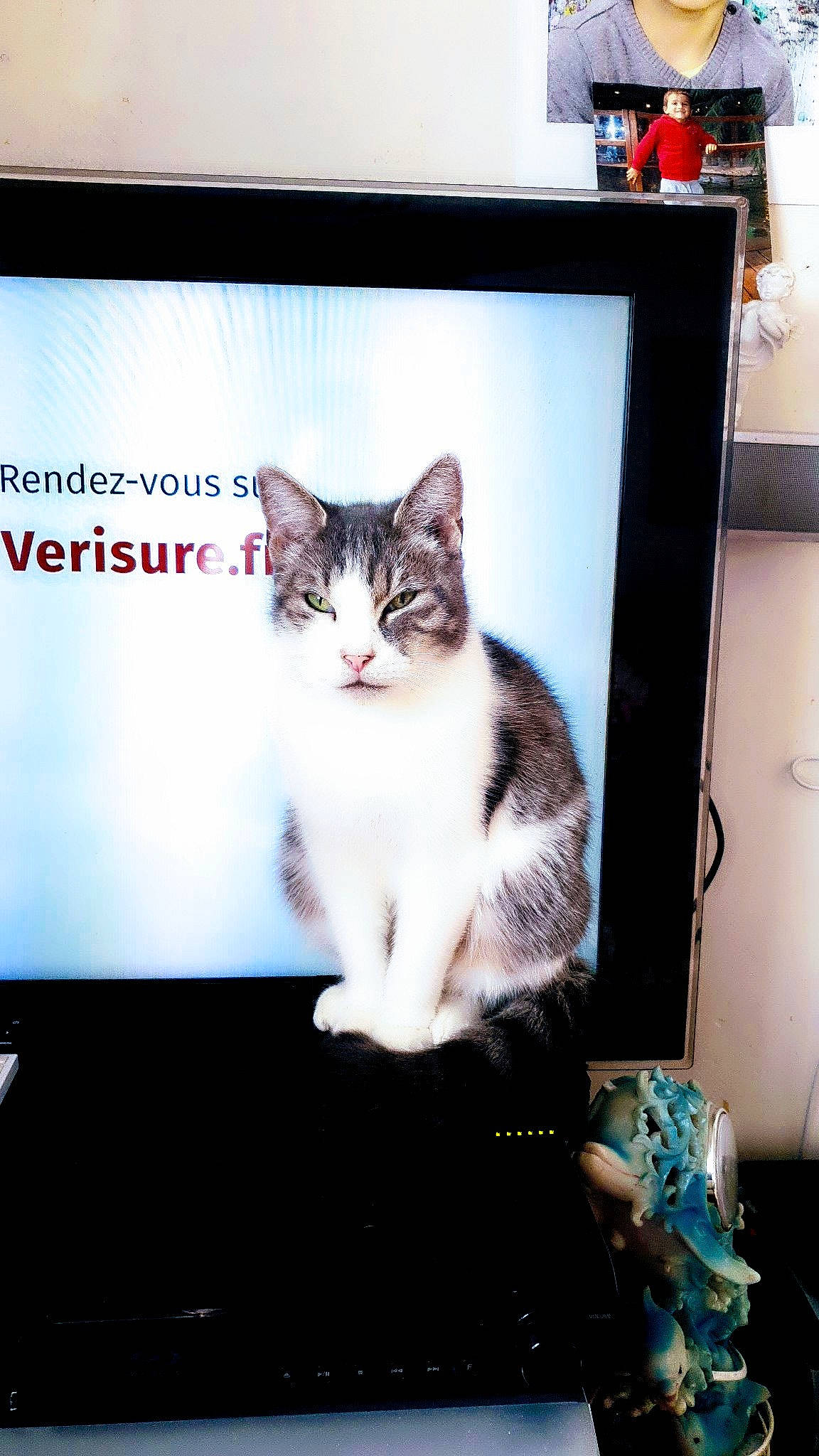 Chipie participe au concours pour gagner de l'argent avec cette photo : carnivore, cat, computer_monitor, display_device, domestic_short_haired_cat, ear, electronic_device, felidae, flat_panel_display, fur, kitten, paw, photo_caption, polydactyl_cat, small_to_medium_sized_cats, tabby_cat, technology, whiskers