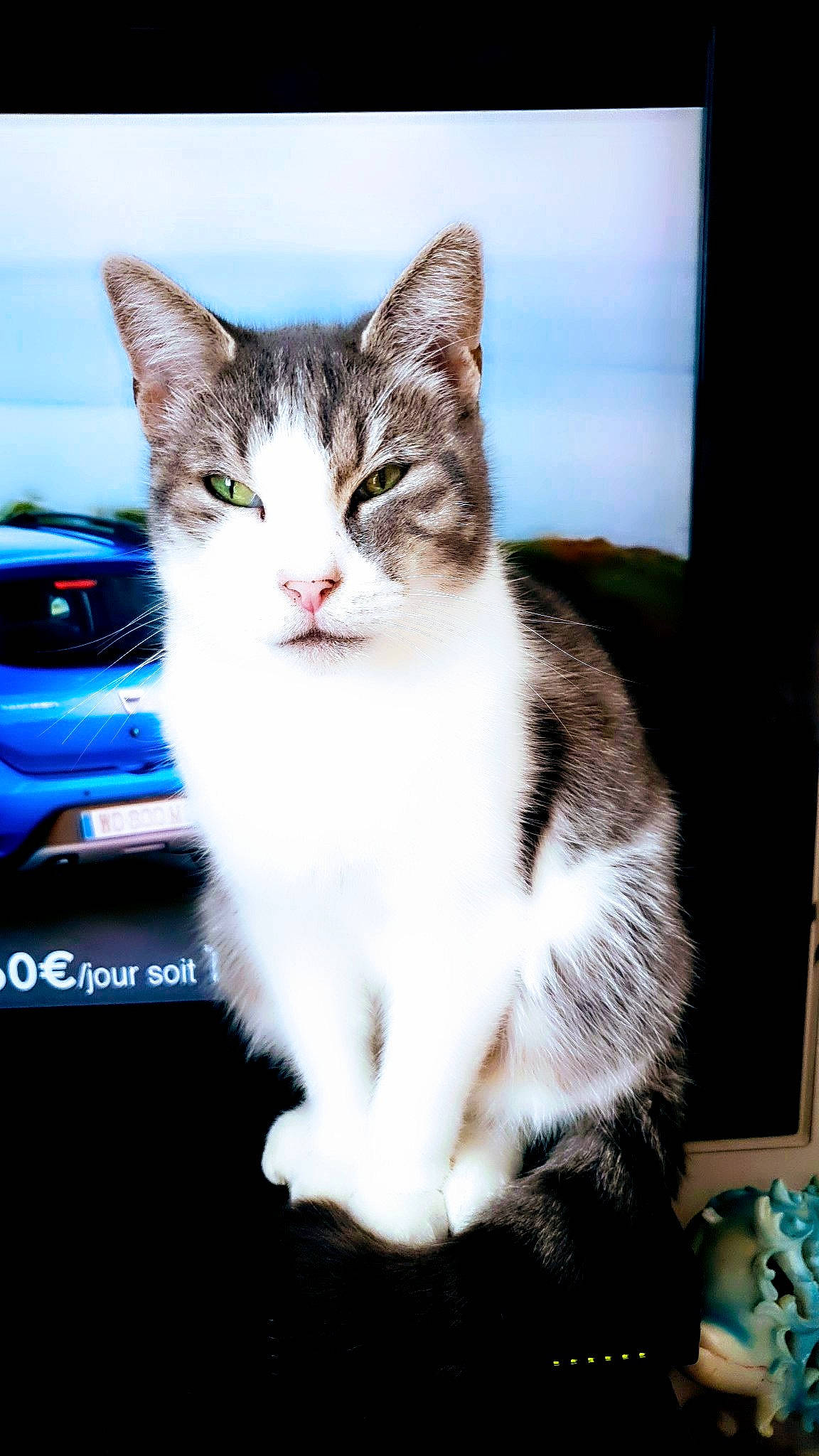 Chipie a rejoint le concours — aidez-le/la à gagner de superbes lots ! aegean_cat, american_wirehair, asian, carnivore, cat, domestic_short_haired_cat, european_shorthair, eye, felidae, fur, kitten, mammal, norwegian_forest_cat, polydactyl_cat, sky, small_to_medium_sized_cats, tabby_cat, vertebrate, whiskers, window