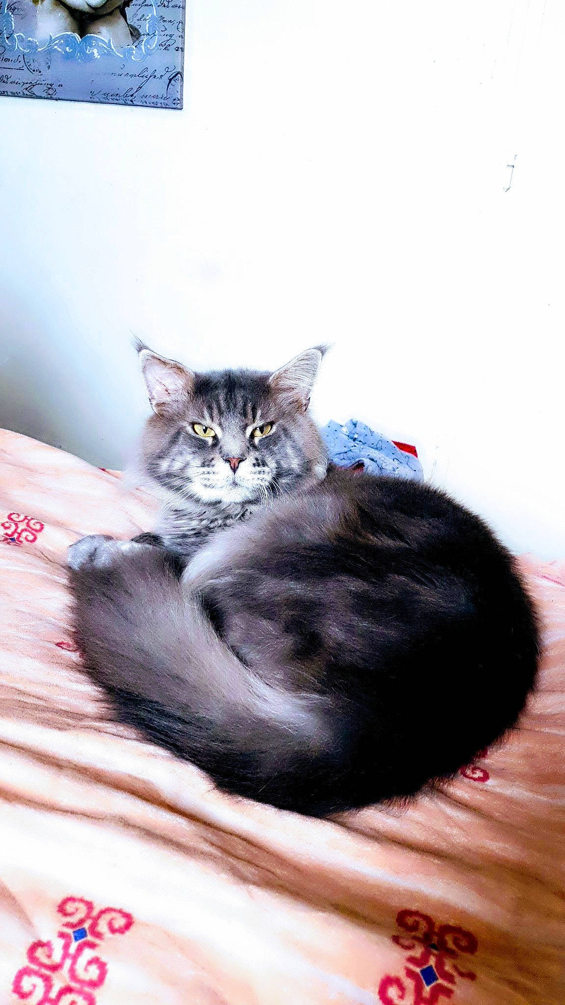 Masestro participe au concours pour gagner de l'argent avec cette photo : asian, british_longhair, british_semi_longhair, carnivore, cat, domestic_long_haired_cat, domestic_short_haired_cat, felidae, fur, kitten, maine_coon, mammal, norwegian_forest_cat, ragamuffin, siberian, small_to_medium_sized_cats, whiskers