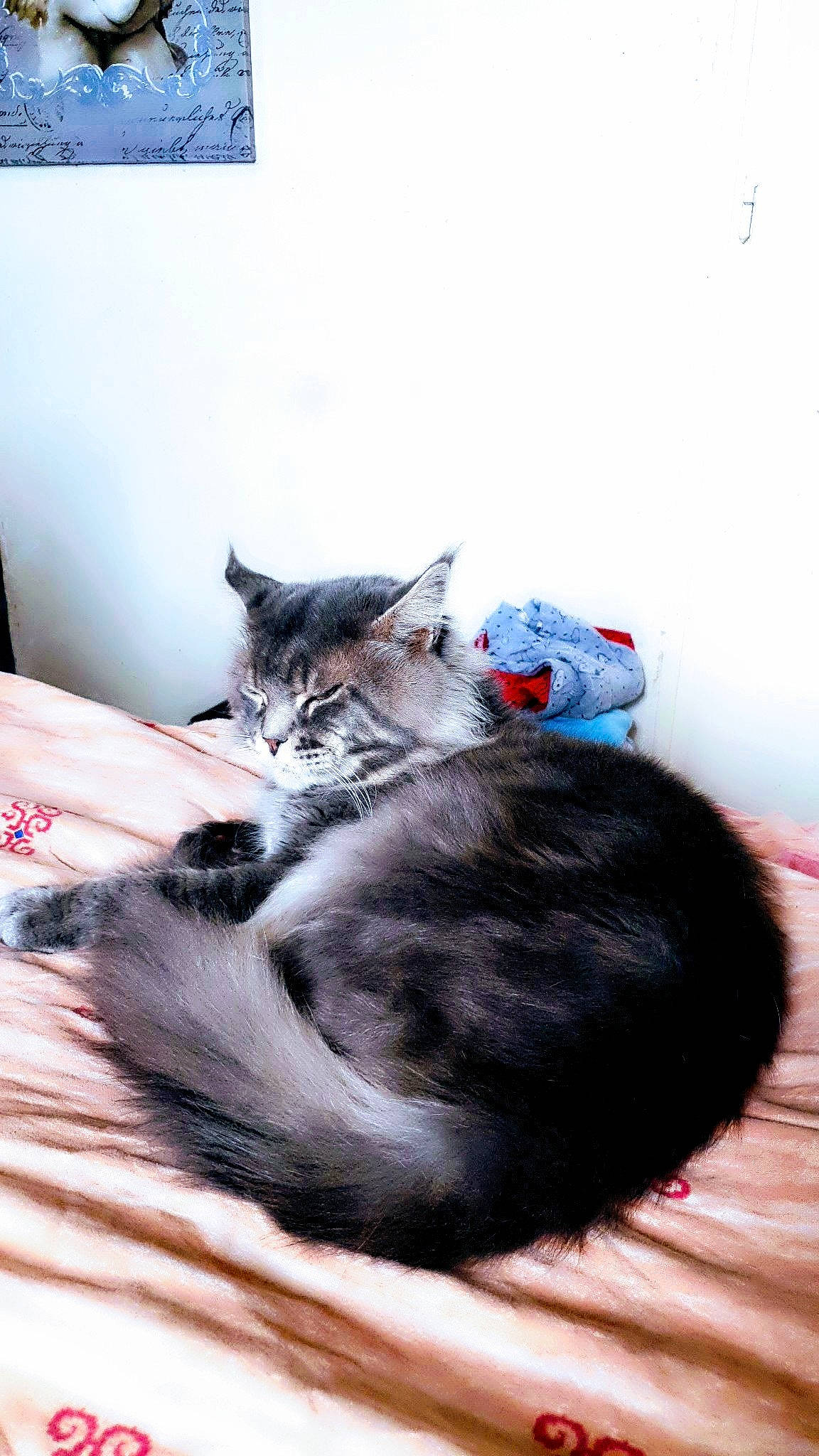 Masestro a rejoint le concours — aidez-le/la à gagner de superbes lots ! american_shorthair, asian, carnivore, cat, domestic_short_haired_cat, european_shorthair, felidae, fur, kitten, maine_coon, mammal, norwegian_forest_cat, small_to_medium_sized_cats, whiskers