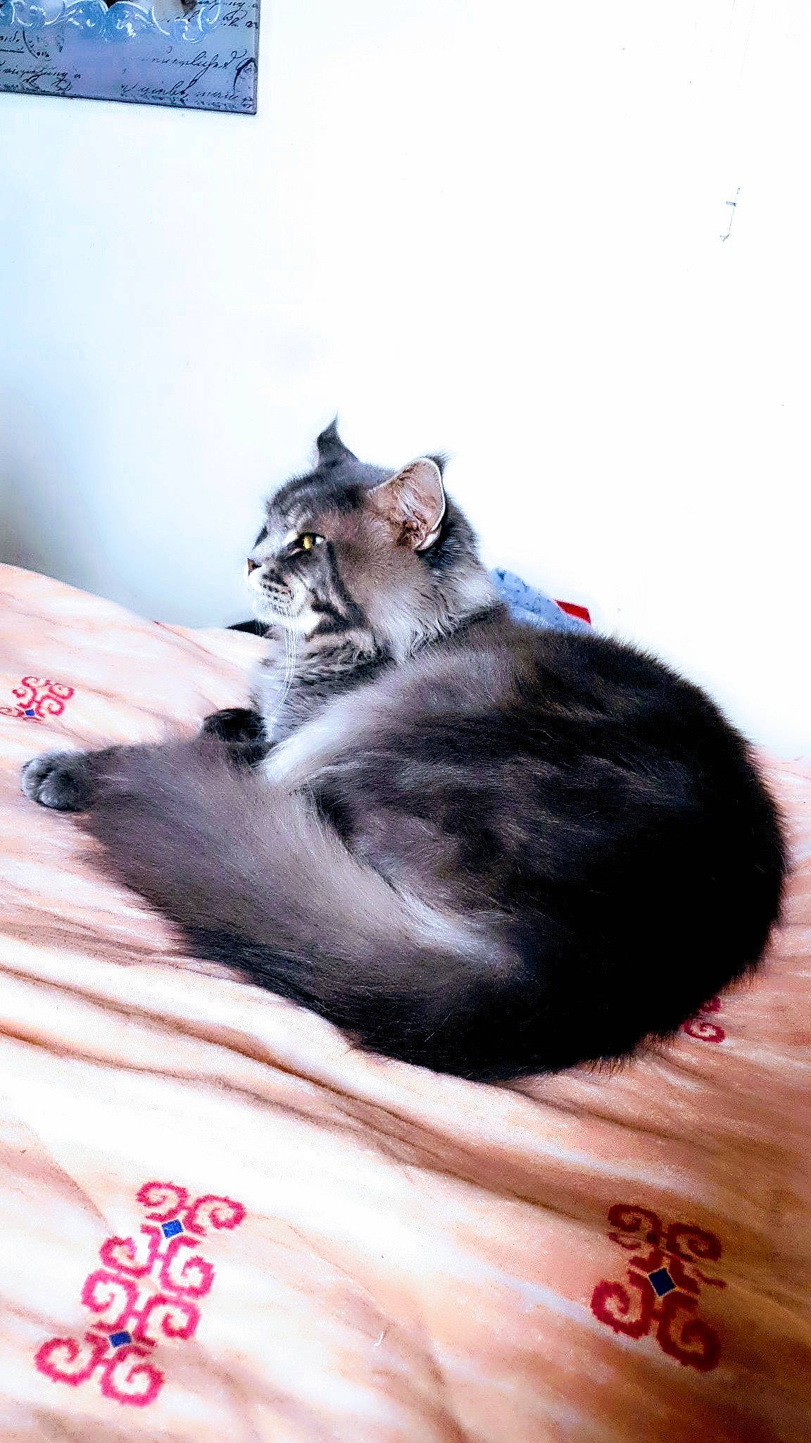 Masestro participe au concours pour gagner de l'argent avec cette photo : american_curl, asian, carnivore, cat, ear, felidae, fur, kitten, norwegian_forest_cat, paw, small_to_medium_sized_cats, tail, whiskers