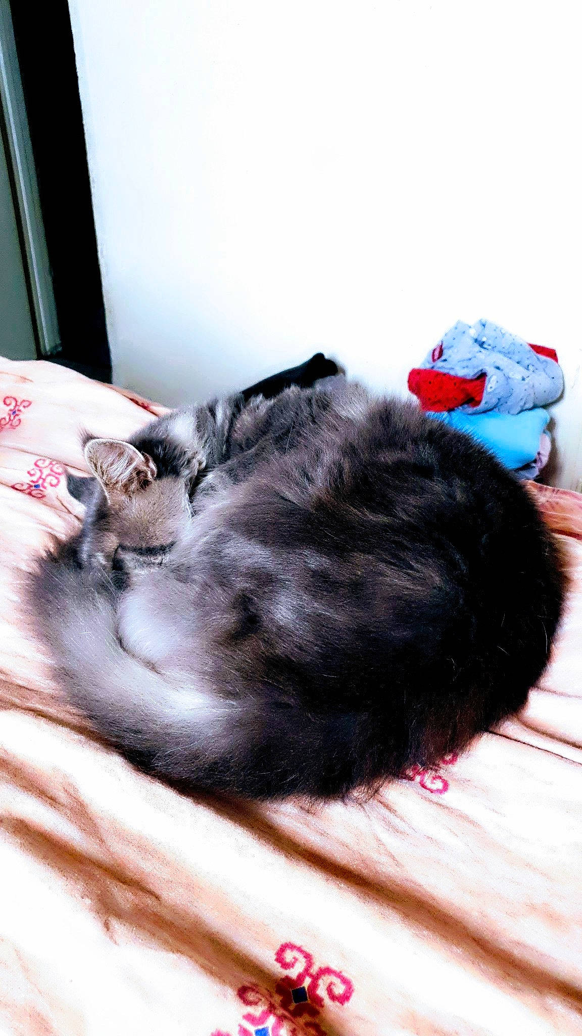 Masestro participe au concours pour gagner de l'argent avec cette photo : carnivore, cat, ear, felidae, nap, small_to_medium_sized_cats, whiskers