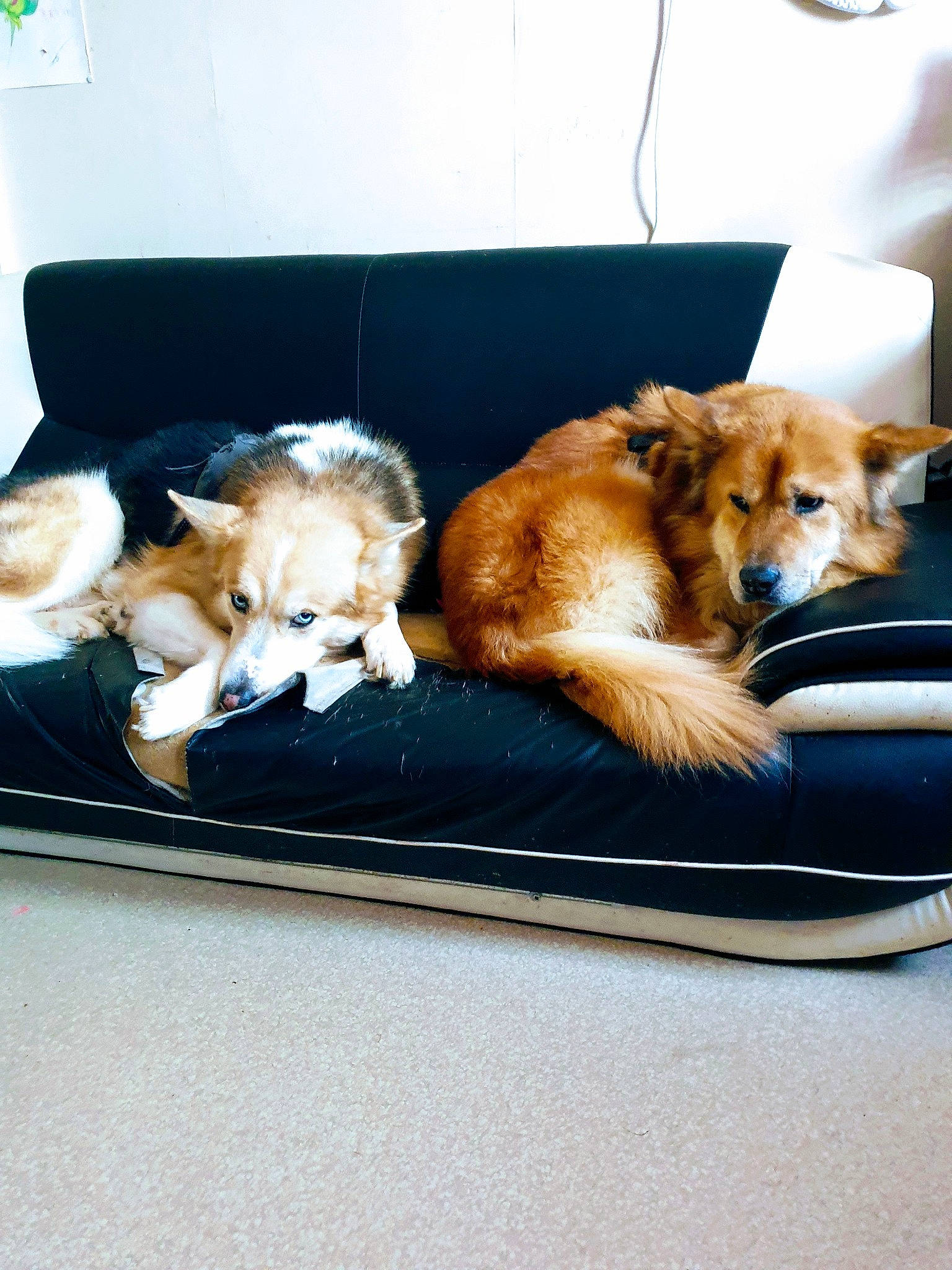 Nouky participe au concours pour gagner de l'argent avec cette photo : canidae, carnivore, companion_dog, couch, dog, dog_breed, dog_supply, fur, home_accessories, pet_supply, snout, sporting_group, vertebrate, working_animal, working_dog