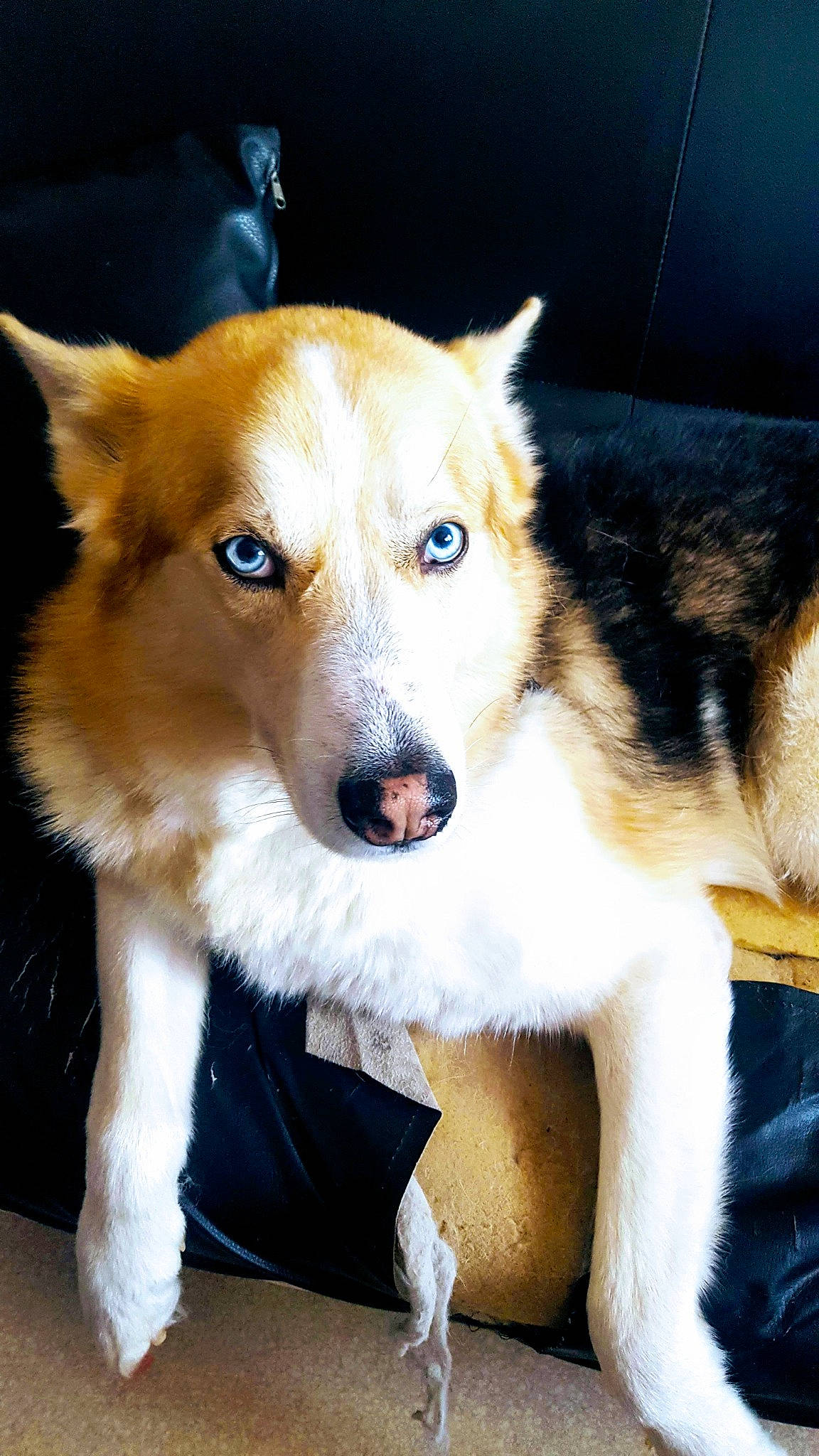 Nouky a rejoint le concours — aidez-le/la à gagner de superbes lots ! ancient_dog_breeds, canidae, carnivore, dog, dog_breed, mammal, rare_breed_dog, seppala_siberian_sleddog, siberian_husky, snout, sulimov_dog, vertebrate, whiskers