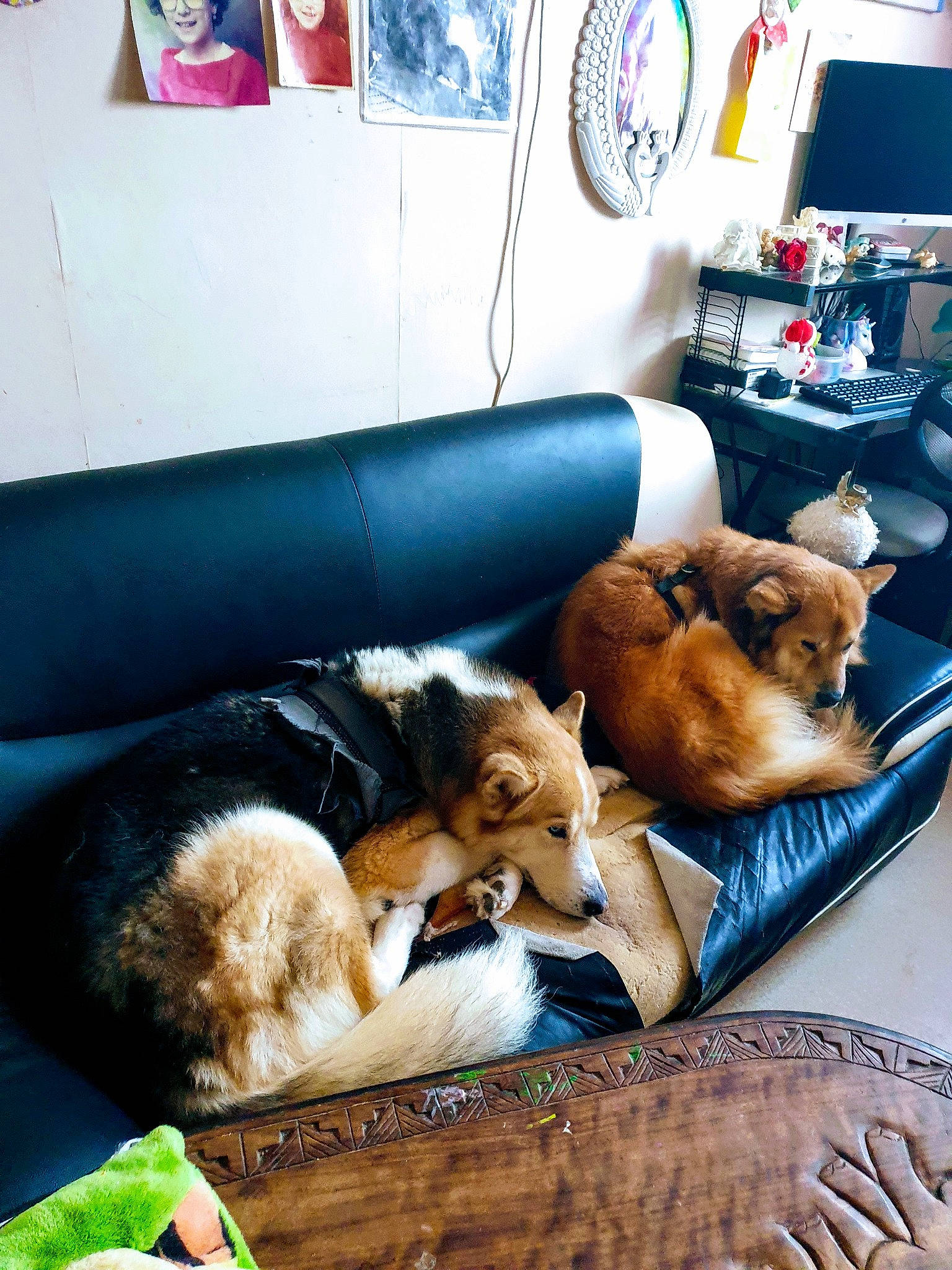 Nouky a rejoint le concours — aidez-le/la à gagner de superbes lots ! canidae, carnivore, companion_dog, couch, dog, dog_breed, fur, home, home_accessories, interior_design, lamp, living_room, natural_material, picture_frame, pillow, room, studio_couch, throw_pillow, toy