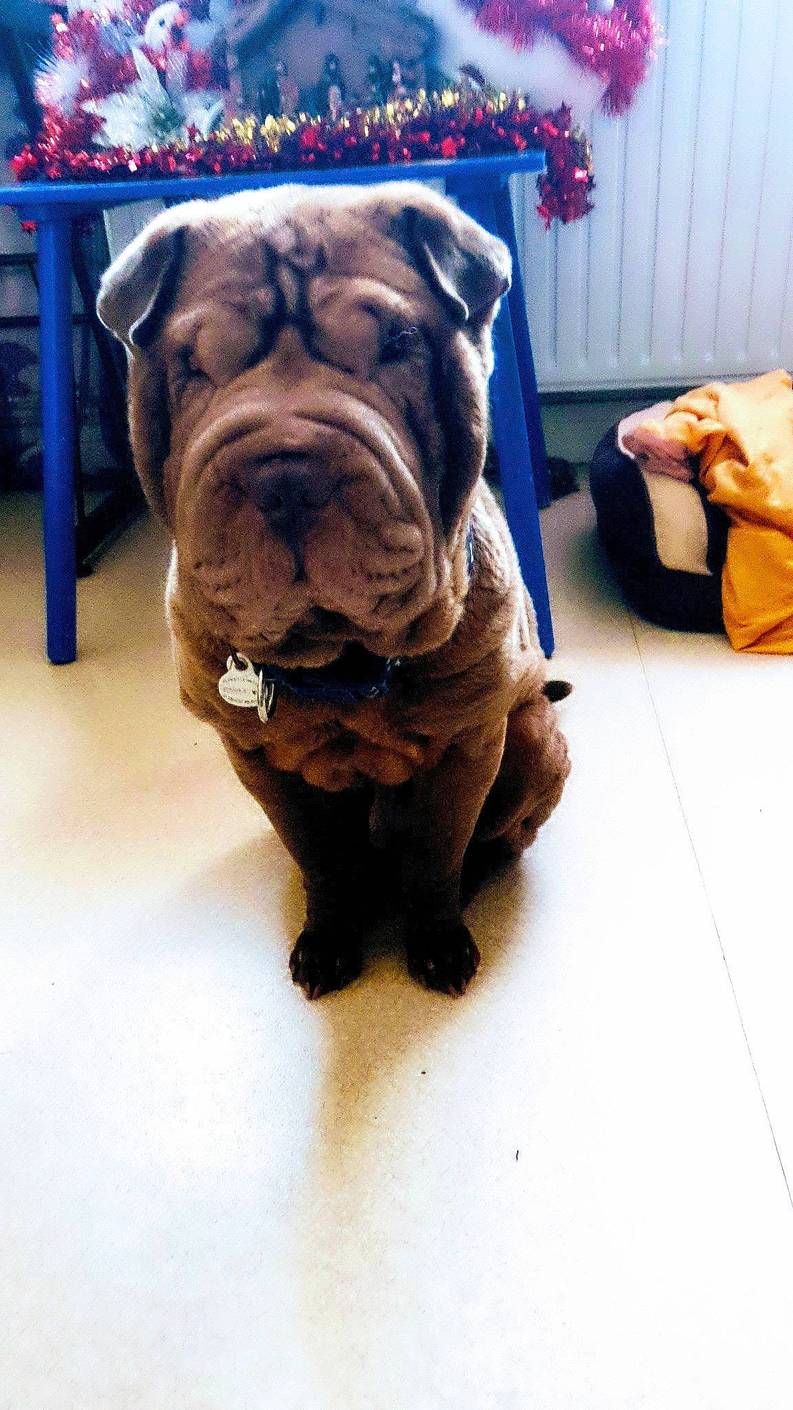 Paco a rejoint le concours — aidez-le/la à gagner de superbes lots ! bulldog, canidae, carnivore, companion_dog, dog, dog_breed, fawn, floor, flooring, liver, mammal, molosser, old_english_bulldog, ori_pei, pet_supply, snout, sporting_group, stuffed_toy, working_animal, wrinkle