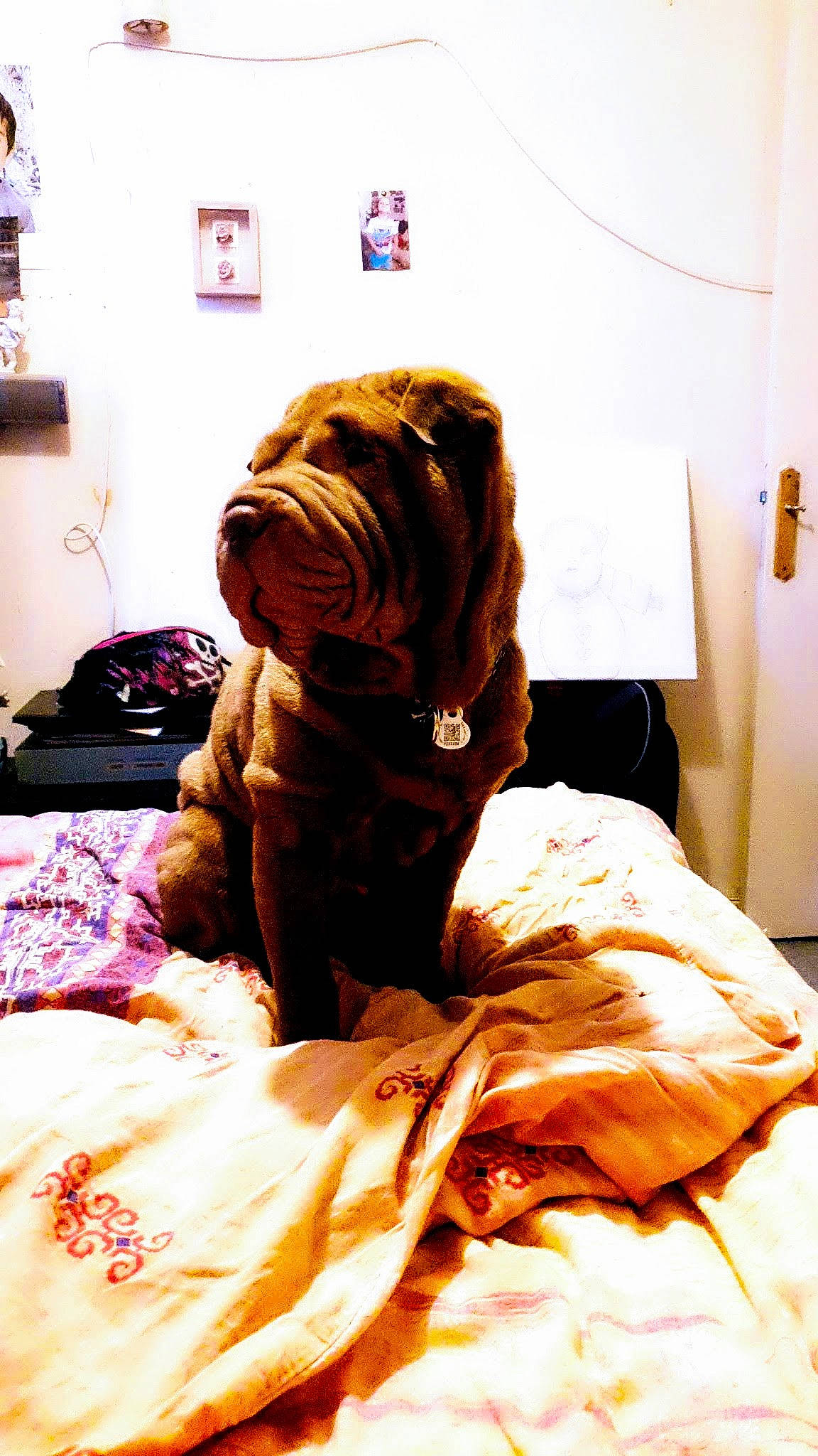 Paco a rejoint le concours — aidez-le/la à gagner de superbes lots ! canidae, carnivore, companion_dog, dog, dog_breed, dogue_de_bordeaux, fawn, guard_dog, korean_mastiff, neapolitan_mastiff, non_sporting_group, shar_pei, skin, sporting_group, wrinkle