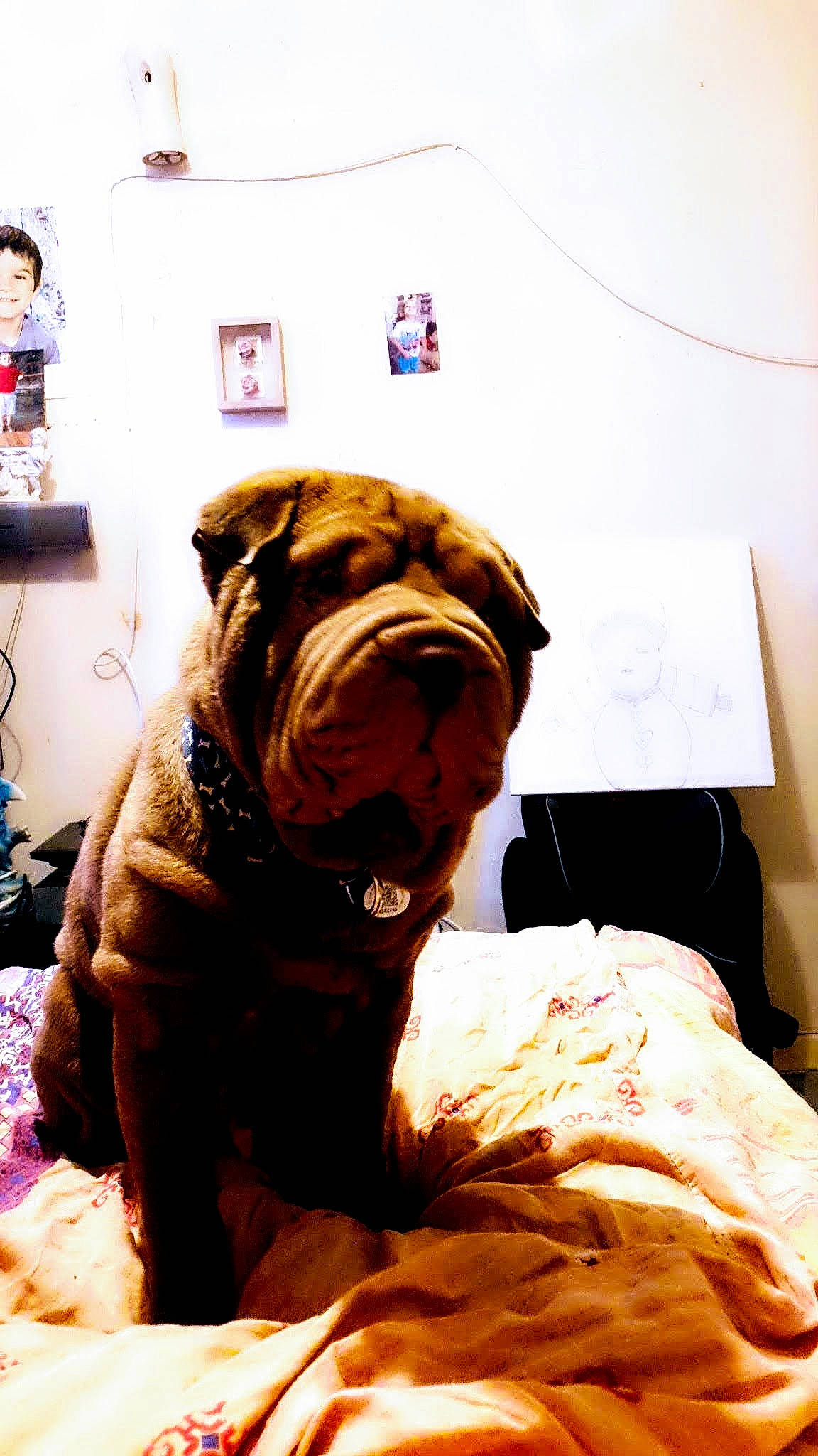 Paco a rejoint le concours — aidez-le/la à gagner de superbes lots ! bulldog, bullmastiff, canidae, carnivore, companion_dog, dog, dog_breed, dogue_de_bordeaux, ear, fawn, guard_dog, korean_mastiff, neapolitan_mastiff, non_sporting_group, old_english_bulldog, shar_pei, skin, snout, sporting_group, wrinkle