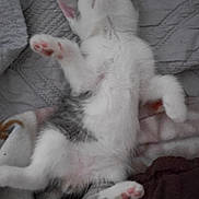 Henry is registered to the contest to win money with this photo: kitten, cat, sleeping, paw, pink_paw_pads, white_fur, gray_fur, quilt, blanket, resting, cute, animal, pet, feline, indoor, soft, cozy, relaxed, young, fur