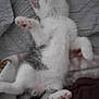 kitten, cat, sleeping, paw, pink_paw_pads, white_fur, gray_fur, quilt, blanket, resting, cute, animal, pet, feline, indoor, soft, cozy, relaxed, young, fur
