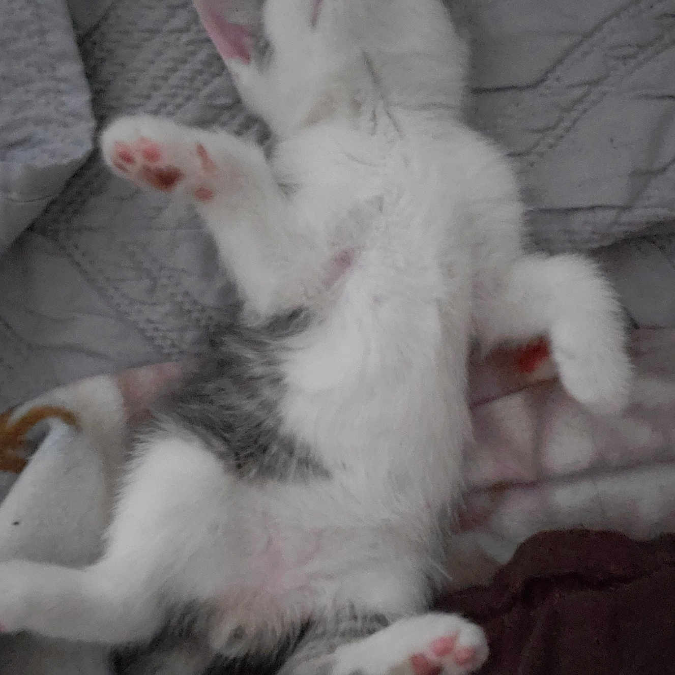 Henry is registered to the contest to win money with this photo: animal, blanket, cat, cozy, cute, feline, fur, gray_fur, indoor, kitten, paw, pet, pink_paw_pads, quilt, relaxed, resting, sleeping, soft, white_fur, young