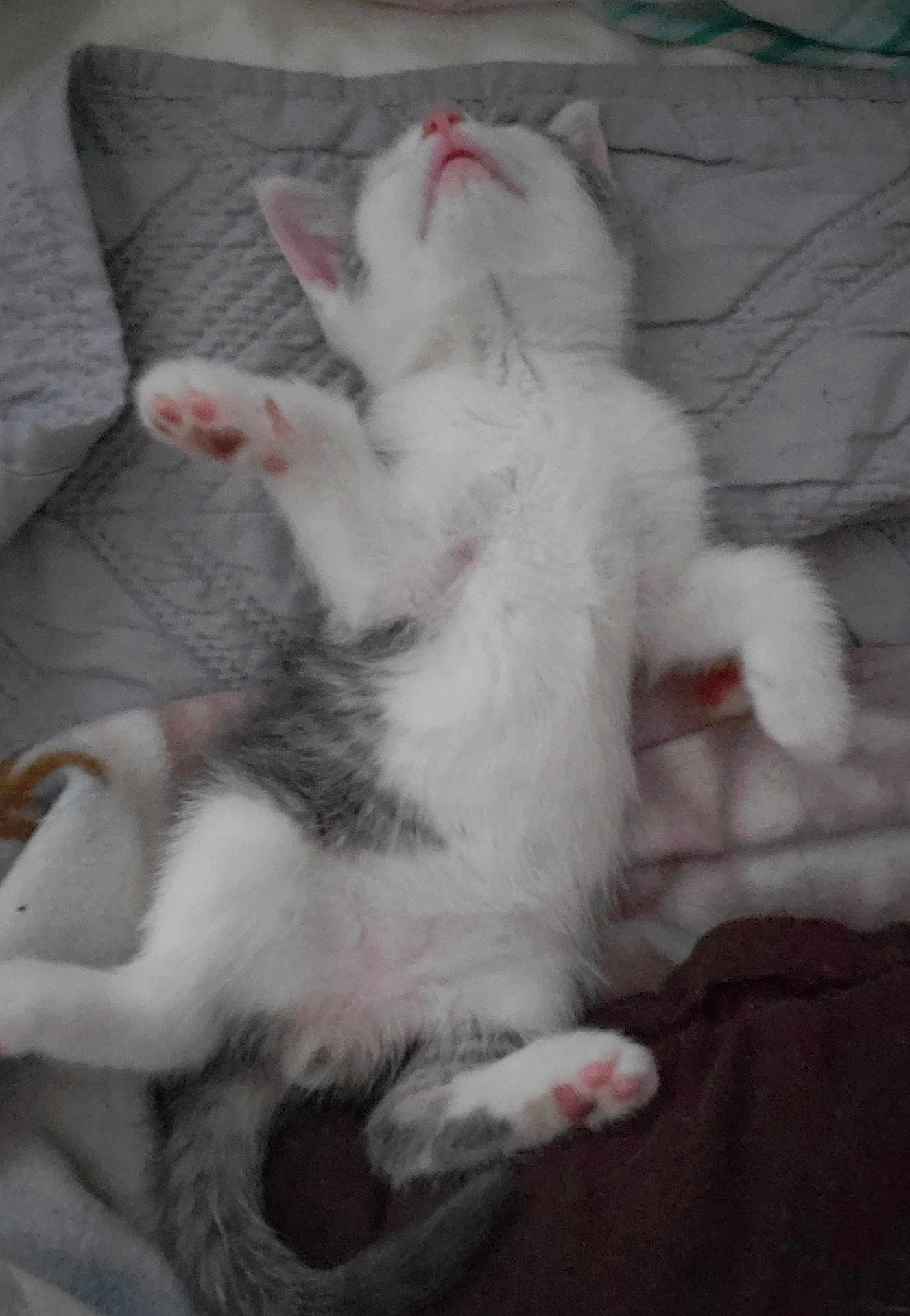Henry is registered to the contest to win money with this photo: kitten, cat, sleeping, paw, pink_paw_pads, white_fur, gray_fur, quilt, blanket, resting, cute, animal, pet, feline, indoor, soft, cozy, relaxed, young, fur