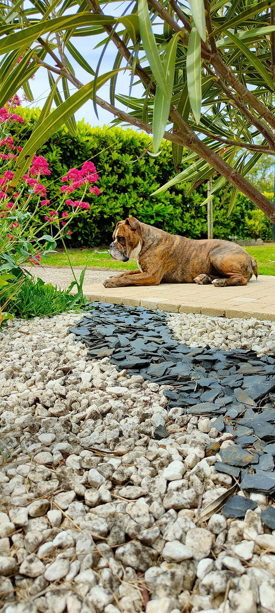 Roméo a rejoint le concours — aidez-le/la à gagner de superbes lots ! bedrock, bengal_tiger, big_cats, carnivore, fawn, felidae, flagstone, flooring, flower, grass, groundcover, landscape, leisure, plant, road_surface, rock, sidewalk, terrestrial_animal, tiger, tree