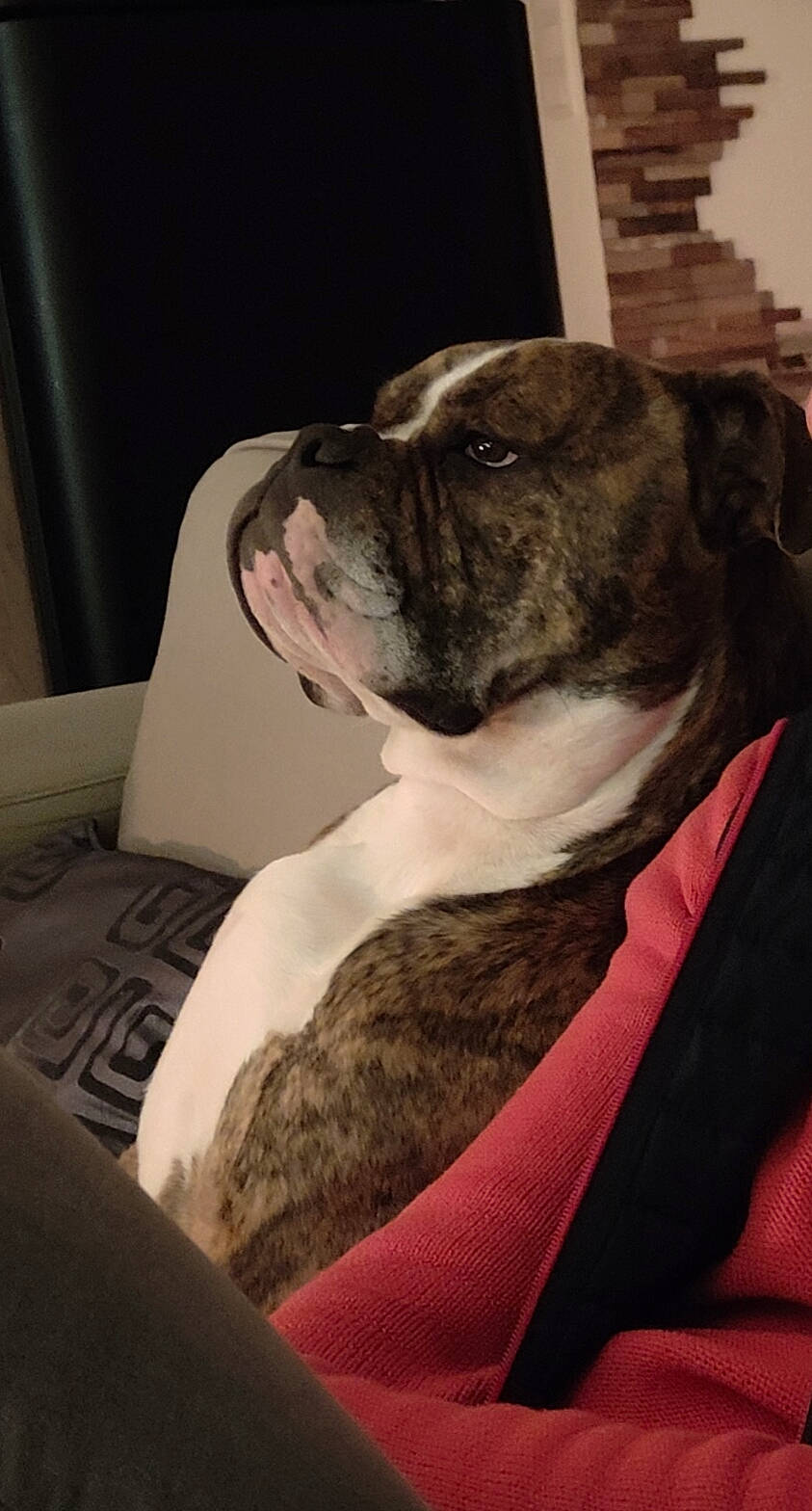 Roméo a rejoint le concours — aidez-le/la à gagner de superbes lots ! canidae, carnivore, collar, comfort, companion_dog, dog, dog_breed, dog_collar, ear, fawn, fur, grey, linens, molosser, snout, sporting_group, toy_dog, whiskers, working_animal, wrinkle