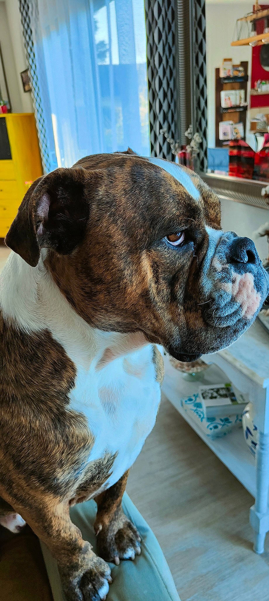 Roméo a rejoint le concours — aidez-le/la à gagner de superbes lots ! canidae, carnivore, collar, companion_dog, dog, dog_breed, dog_collar, ear, fawn, fur, liver, molosser, non_sporting_group, pet_supply, snout, sporting_group, terrestrial_animal, whiskers, working_animal, wrinkle