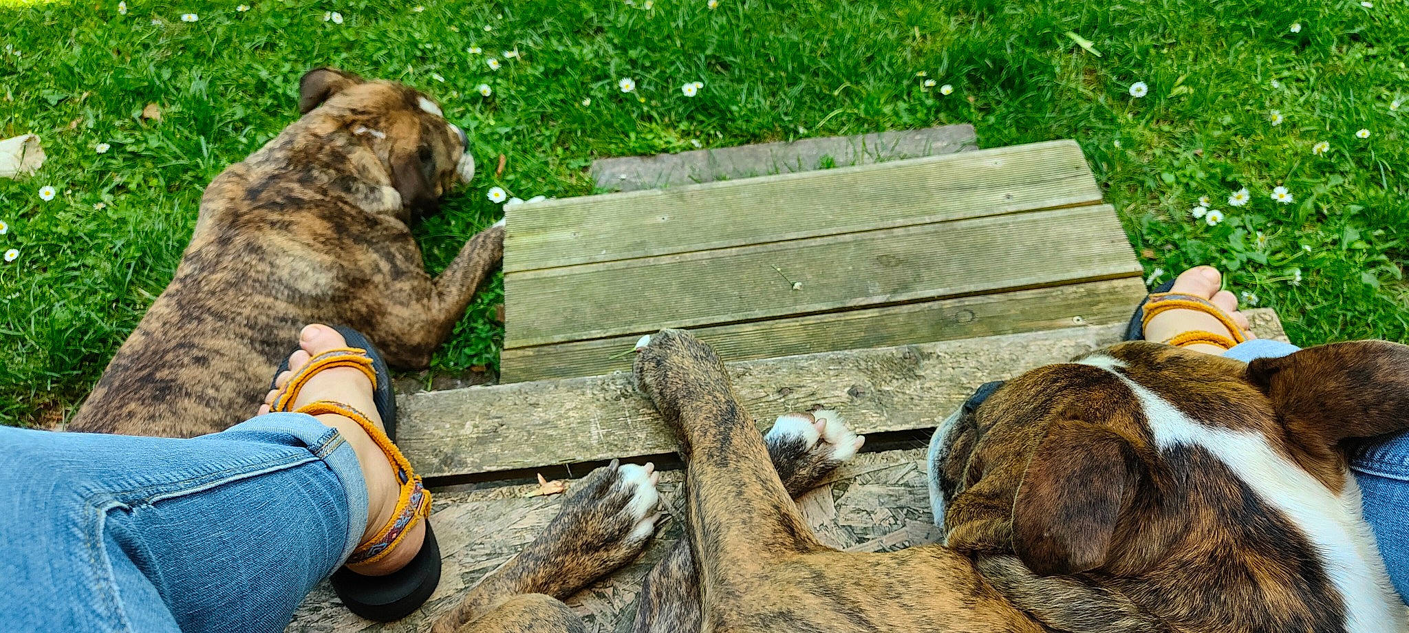 Roméo a rejoint le concours — aidez-le/la à gagner de superbes lots ! carnivore, dog, driftwood, fur, grass, logging, lumber, outdoor_bench, plant, rock, sitting, soil, table, tail, terrestrial_animal, tree, tree_stump, trunk, wildlife, wood