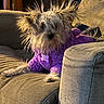 Ansley Ann is registered to the contest to win money with this photo: animal, canine, companion, couch, cozy, cute, dog, domestic_animal, fluffy, fur, furniture, home, indoor, living_room, pet, purple_sweater, relaxed, resting, small_dog, spiky_fur