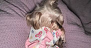 Ansley Ann is registered to the contest to win money with this photo: animal, blanket, butterfly_pattern, clothing, comfort, cozy, curled_up, cute, dog, fur, indoors, pajamas, pet, pink, purple_blanket, resting, sleeping, small_dog, texture, white