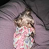 dog, small_dog, clothing, pajamas, butterfly_pattern, pink, white, fur, pet, blanket, purple_blanket, texture, cute, sleeping, curled_up, indoors, resting, cozy, animal, comfort