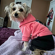 Ansley Ann joined the competition — help win amazing prizes! animal, bed, bedroom, black_pants, blanket, clothing, cozy, curious, cute, dog, door, fur, furniture, hoodie, indoor, looking_back, pet, pink, purple, small_dog
