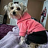 dog, pet, clothing, hoodie, indoor, bed, blanket, purple, pink, black_pants, fur, small_dog, cute, looking_back, curious, cozy, bedroom, door, furniture, animal