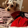 Ansley Ann joined the competition — help win amazing prizes! animal, bedroom, black_bow, blanket, companion, cozy, curious, cute, dog, domestic_animal, fur, indoor, looking_back, pet, portrait, red_dress, small_dog, soft_texture, toys, white_bow