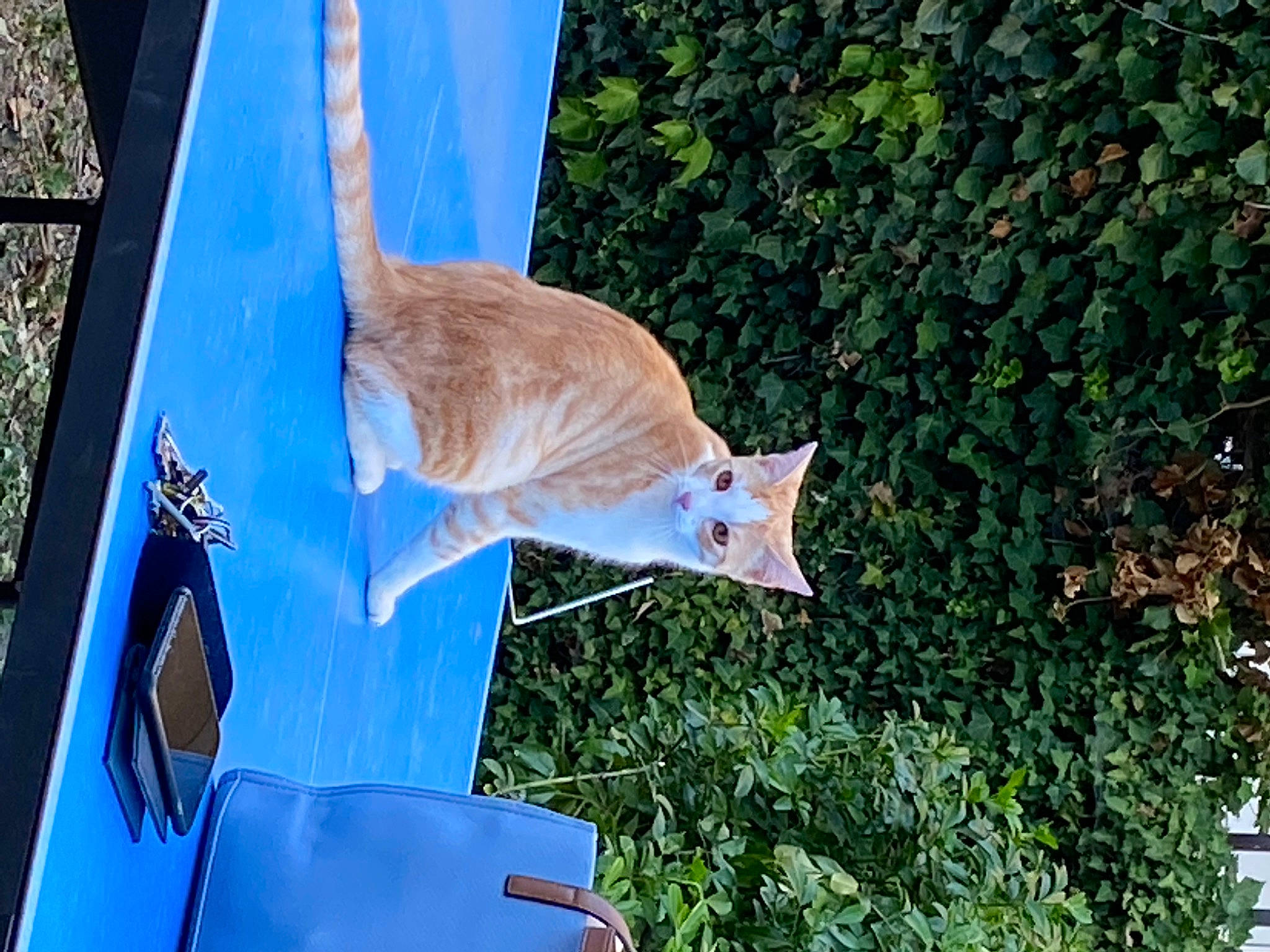 Speedy participe au concours pour gagner de l'argent avec cette photo : canidae, carnivore, cat, domestic_short_haired_cat, electric_blue, fawn, felidae, fish, grass, house, leaf, plant, small_to_medium_sized_cats, tail, tree, whiskers, wildlife, wood