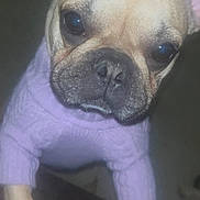 Ce Ce Mcpherson joined the competition — help win amazing prizes! dog, small_dog, sweater, lavender, close_up, pet, cute, curious, indoor, animal, face, ears, fur, snout, paw, looking, cozy, canine, portrait, domestic_animal