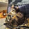 cat, tabby_cat, pet, feline, animal, whiskers, green_eyes, striped_fur, sitting, lounging, paw, tail, indoors, sunlight, blanket, couch, cushion, wooden_furniture, carpet, portrait