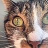cat, tabby_cat, close_up, face, eye, golden_eye, slit_pupil, nose, whiskers, fur, striped_fur, brown_fur, white_fur, pink_nose, pet, animal, portrait, macro, indoor, curious