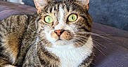 Pepette a rejoint le concours — aidez-le/la à gagner de superbes lots ! cat, tabby_cat, pet, animal, feline, green_eyes, whiskers, ears, nose, white_chest, striped_fur, paws, lying_down, couch, sofa, indoor, close_up, portrait, alert, adorable