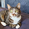 cat, tabby_cat, pet, animal, feline, green_eyes, whiskers, ears, nose, white_chest, striped_fur, paws, lying_down, couch, sofa, indoor, close_up, portrait, alert, adorable