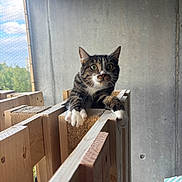 Pepette participe au concours pour gagner de l'argent avec cette photo : cat, tabby_cat, pet, animal, feline, green_eyes, white_paws, whiskers, portrait, sitting, wooden_structure, cat_tree, climbing_frame, concrete_wall, window, mesh, sunlight, outdoor_view, construction, close_up