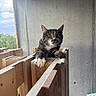 cat, tabby_cat, pet, animal, feline, green_eyes, white_paws, whiskers, portrait, sitting, wooden_structure, cat_tree, climbing_frame, concrete_wall, window, mesh, sunlight, outdoor_view, construction, close_up