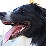 Kurama a rejoint le concours — aidez-le/la à gagner de superbes lots ! dog, black_and_white, border_collie, close_up, portrait, happy, smiling, open_mouth, tongue, teeth, long_hair, floppy_ear, animal, pet, canine, outdoor, bright_lighting, shiny_eye, headshot, joyful
