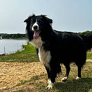 Kurama a rejoint le concours — aidez-le/la à gagner de superbes lots ! dog, border_collie, black_and_white, pet, animal, standing, panting, tongue, fluffy, long_hair, outdoors, lake, water, shoreline, sand, grass, landscape, blue_sky, sunlight, portrait